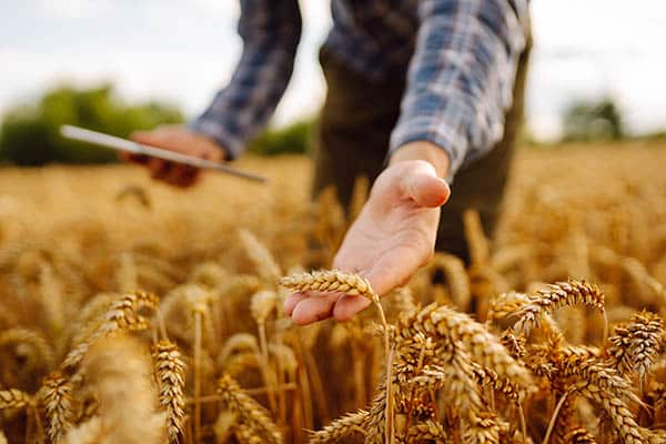 A farmer holds wheat in one hand and a computer tablet in the other.
